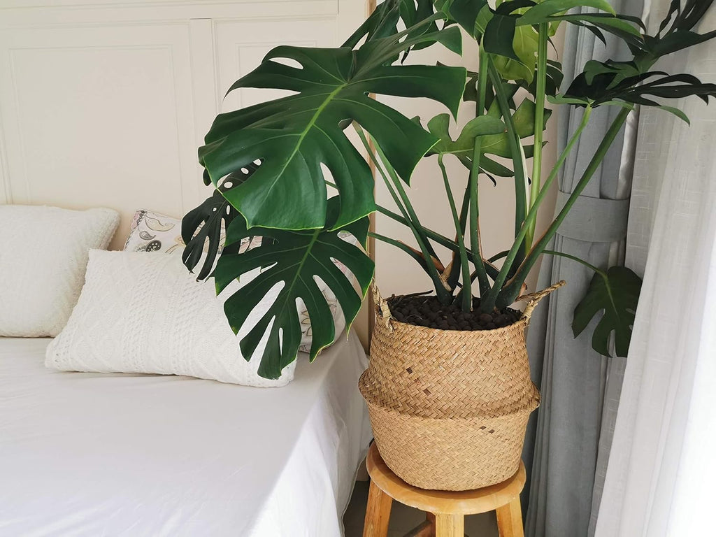 Large Handwoven Seagrass Planter Basket