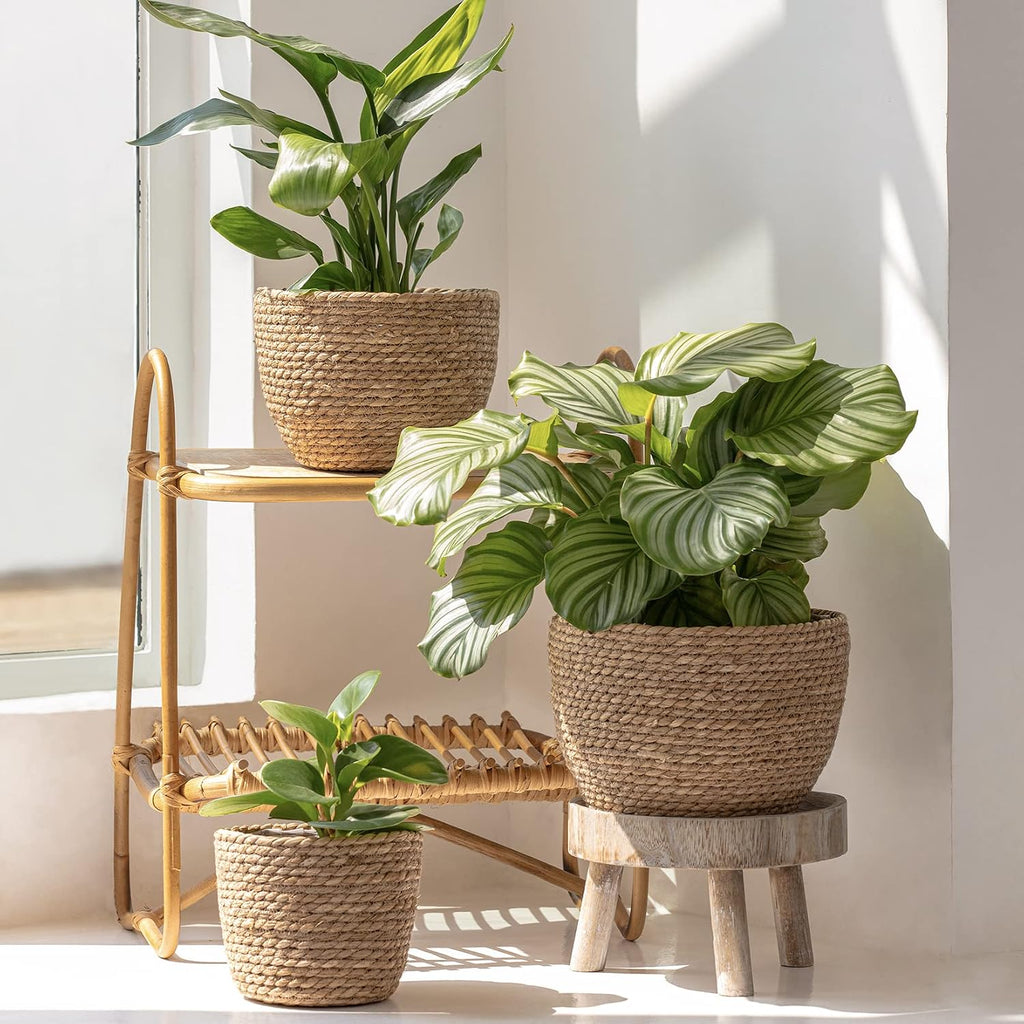 Three Handwoven Seagrass Plant Baskets